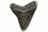 Fossil Megalodon Tooth - South Carolina #321338-1